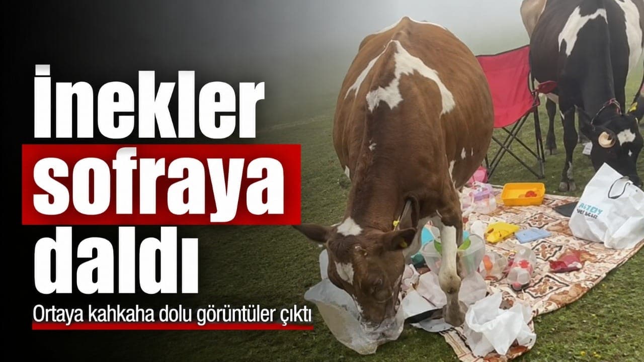 Badara Yaylası'nda piknik sofrasına inen inekler gülümseten anlar yaşattı