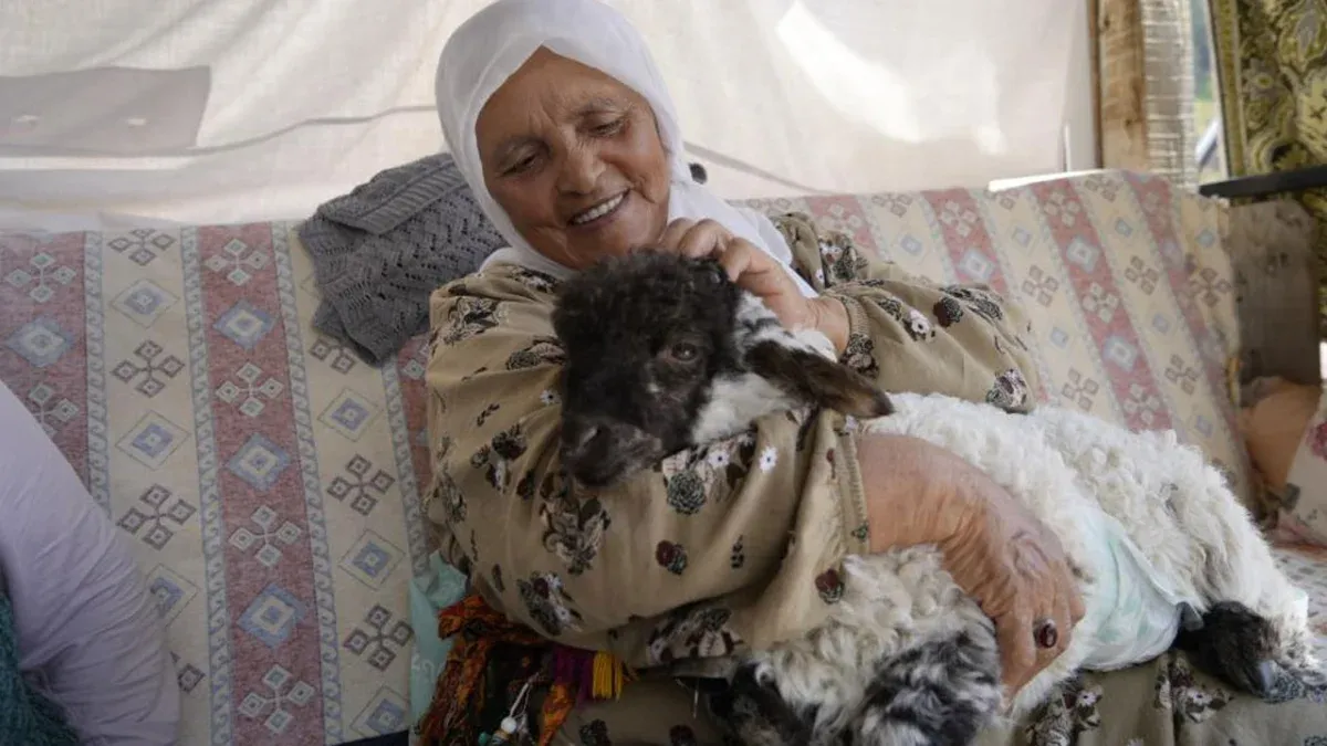 Torul’da 76 yaşındaki Türkmen Pişkin kuzusunu torunu gibi besliyor: Boncuk aileden biri oldu
