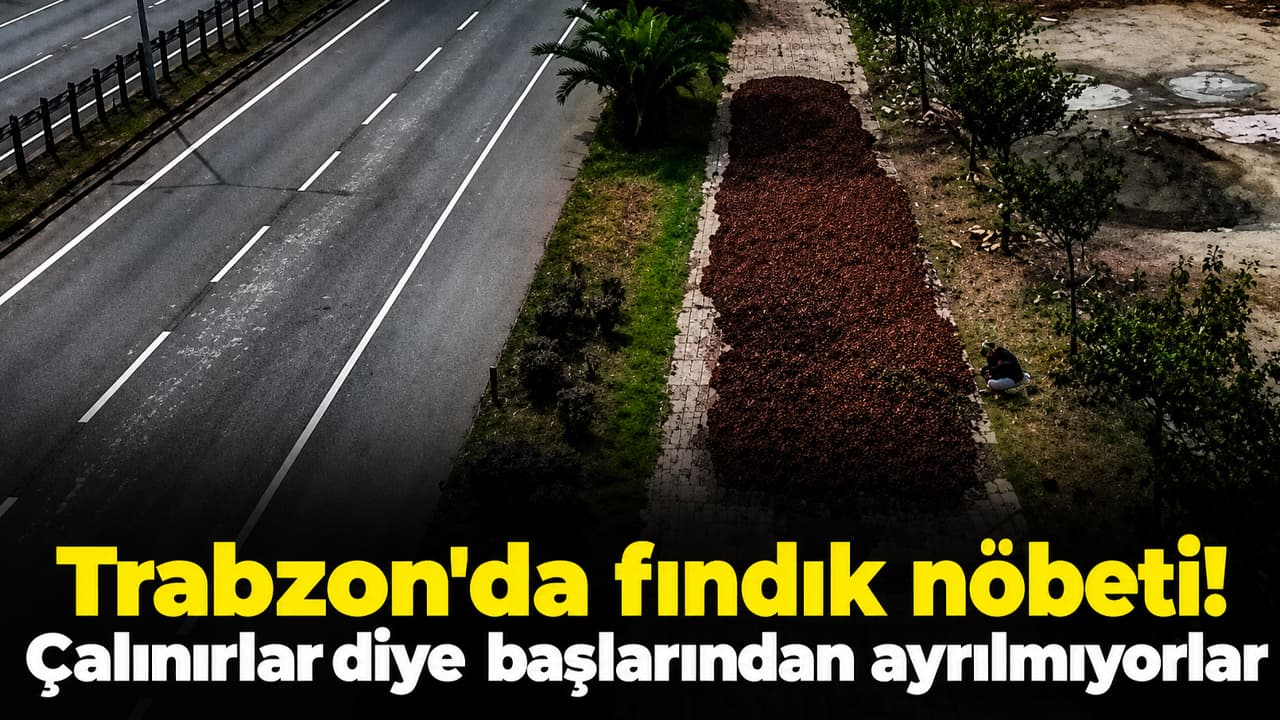 Trabzon'da fındık nöbeti! Çalınırlar diye başlarından ayrılmıyorlar