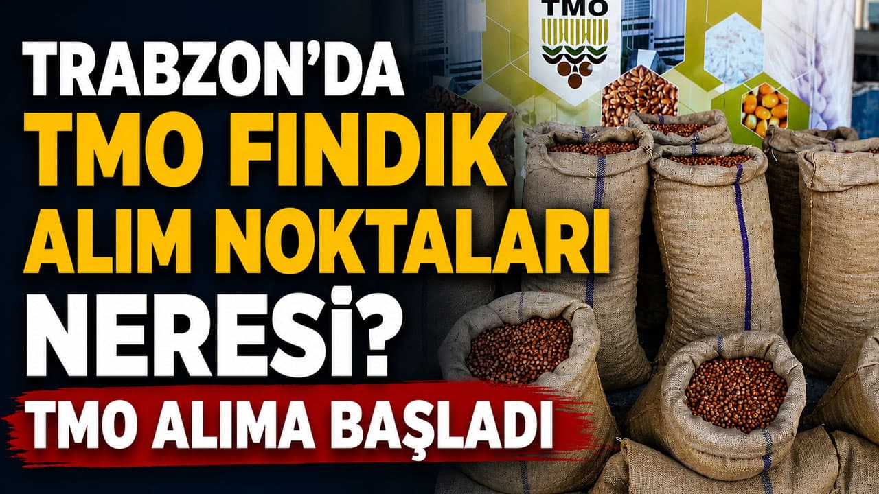 TMO, Trabzon’da 24 Ağustos’ta fındık alımına başladı: Randevulu iki noktada işlemler başlıyor