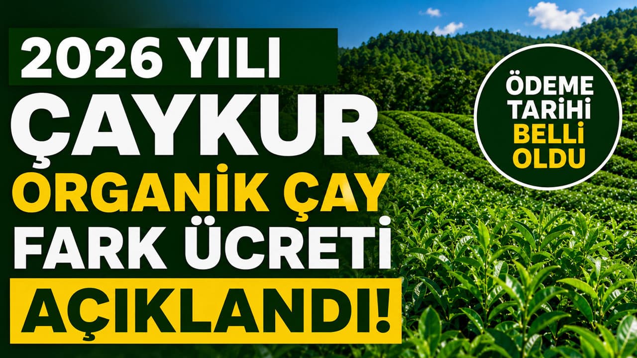 ÇAYKUR 2026 organik çay fark ücretini dekar başına 19 bin TL olarak ilan etti — İlk ödeme 31 Ağustos’ta hesaplara yatacak