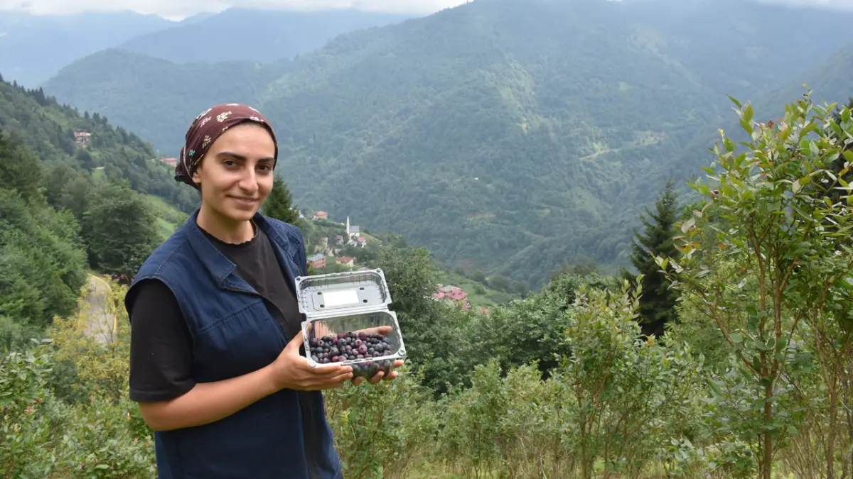 Üniversite mezunu Mehtap Aksoy, 1300 rakımlı bahçede maviyemiş üretimini büyütüyor