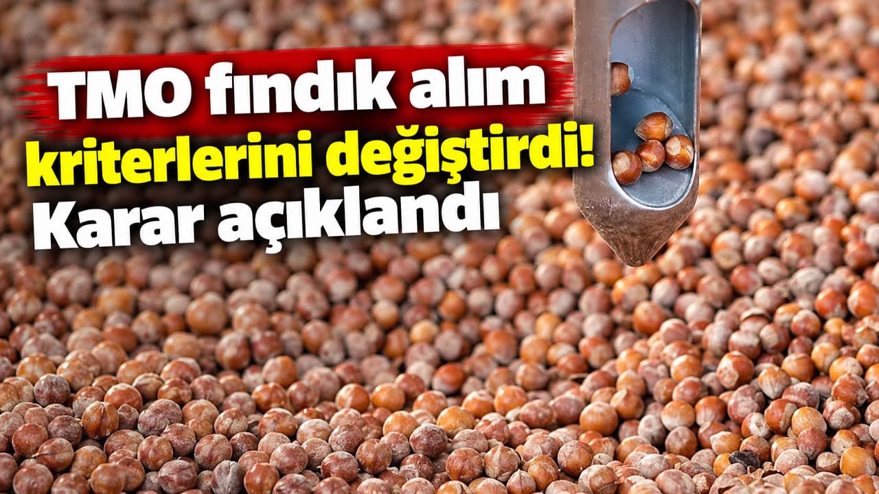 TMO, çürük fındık kabul oranını yüzde 3’ten 7’ye yükseltti