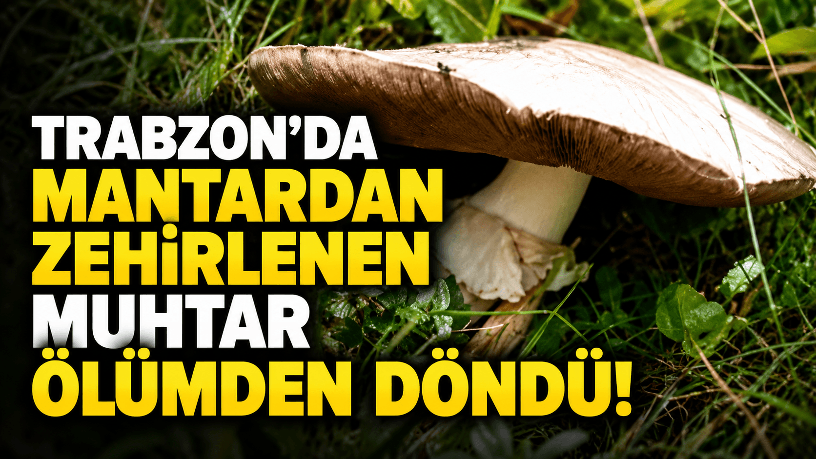 Araklı muhtarı Kızılkaya Yaylası'nda mantardan zehirlendi, müdahale hayatını kurtardı