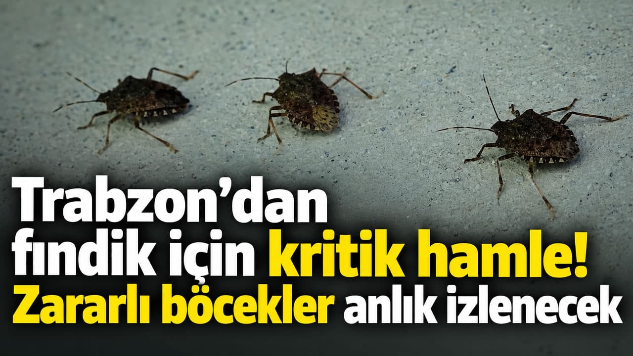 Trabzon merkezli sistemle fındık zararlıları anlık izlenecek