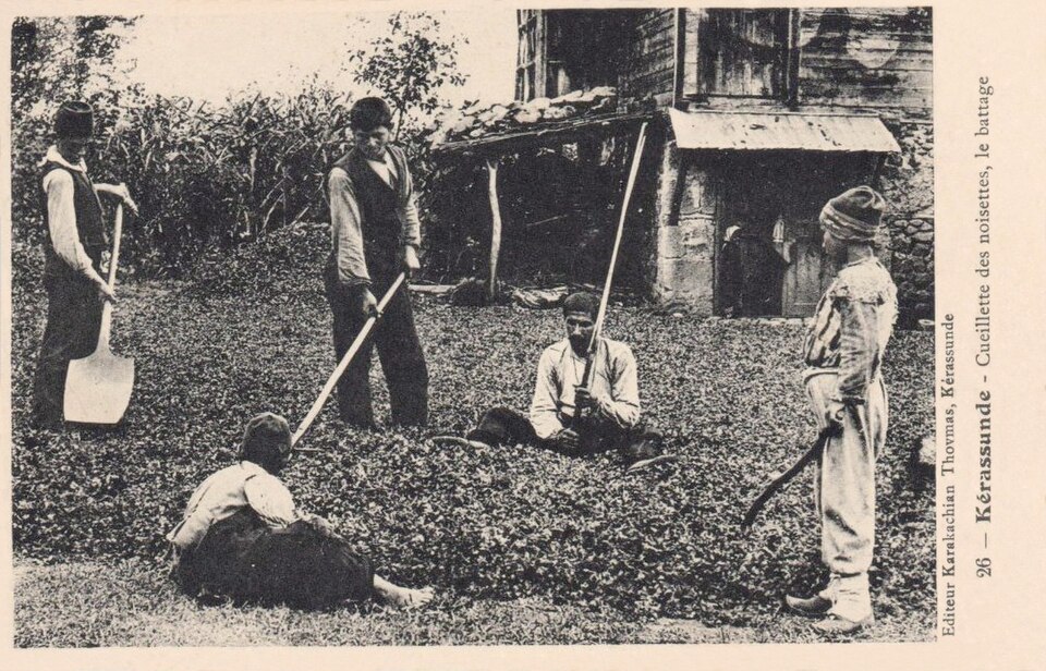 Kerassunde Picking hazelnuts, threshing