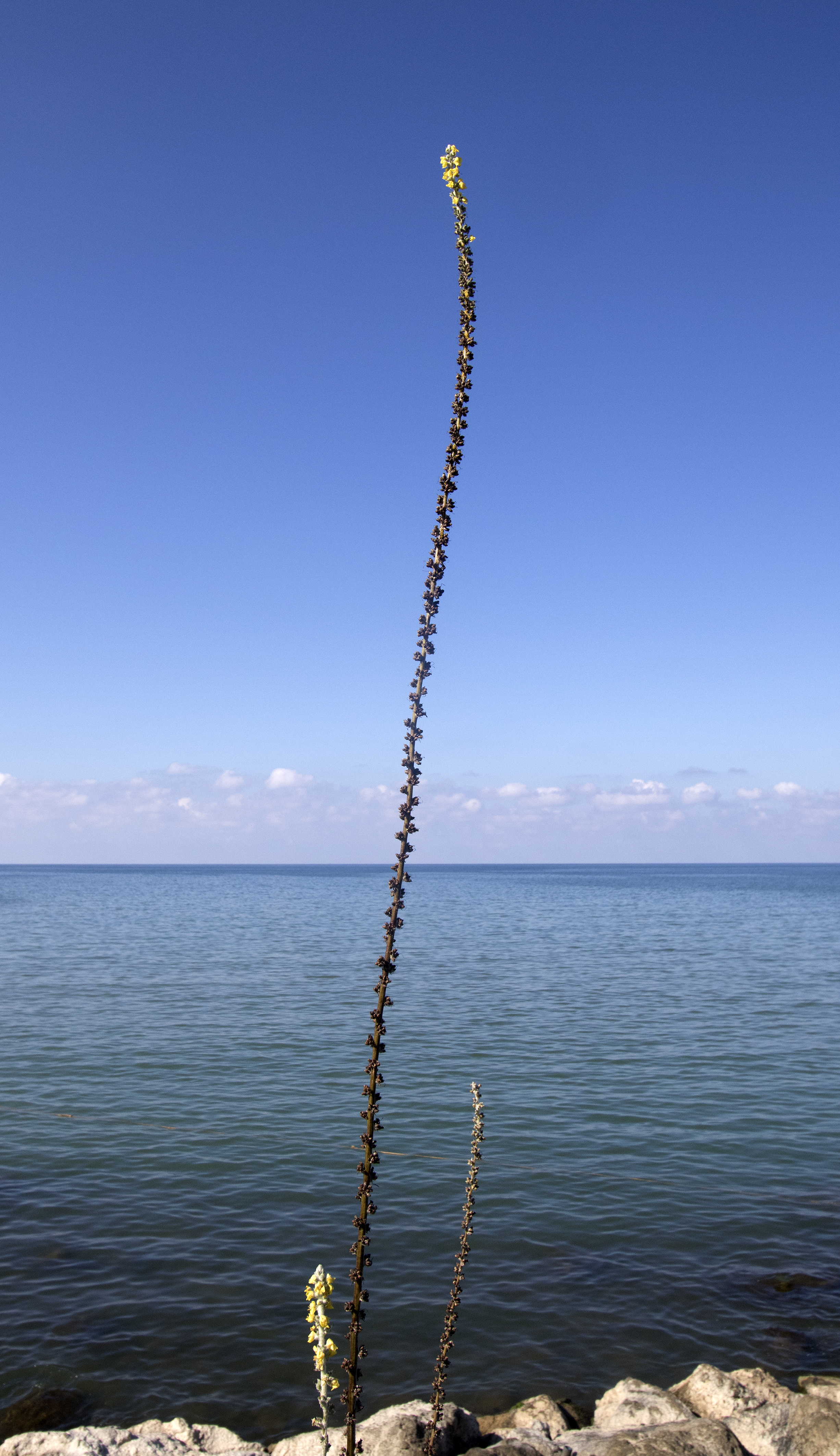 Black Sea shore in Espiye, Giresun 1